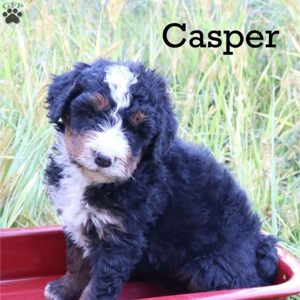 Casper, Bernedoodle Puppy